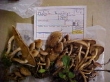 Pholiota terrestris image