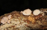 Panellus pusillus image