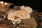 Panellus pusillus image