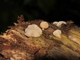 Panellus pusillus image