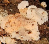Panellus pusillus image