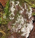 Ceratiomyxa fruticulosa var. fruticulosa image