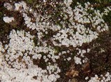 Ceratiomyxa fruticulosa var. fruticulosa image