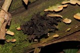 Phaeotremella frondosa image