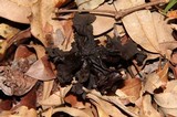 Phaeotremella frondosa image