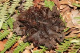 Phaeotremella frondosa image