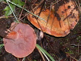 Lactarius rubrilacteus image