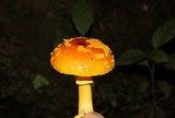 Amanita flavoconia var. inquinata image