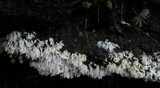 Ceratiomyxa fruticulosa var. fruticulosa image