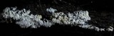 Ceratiomyxa fruticulosa var. fruticulosa image
