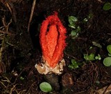 Laternea pusilla image