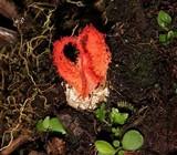 Laternea pusilla image