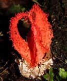 Laternea pusilla image