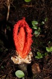 Laternea pusilla image