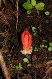 Laternea pusilla image
