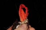 Laternea pusilla image
