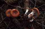 Lepista flaccida image