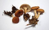Lepista flaccida image