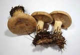 Clitopaxillus alexandri image