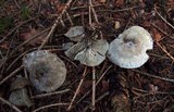 Clitocybe odora image