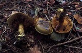 Cortinarius atrovirens image