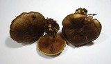 Cortinarius atrovirens image