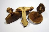 Cortinarius atrovirens image