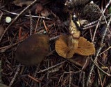Cortinarius melanotus image