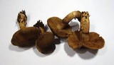 Cortinarius melanotus image