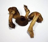 Cortinarius melanotus image