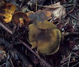 Cortinarius melanotus image