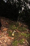 Retiboletus flavoniger image