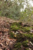 Retiboletus flavoniger image