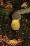 Retiboletus flavoniger image
