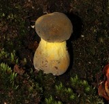 Retiboletus flavoniger image