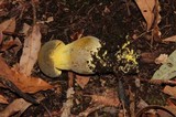 Retiboletus flavoniger image