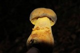 Retiboletus flavoniger image