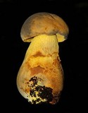 Retiboletus flavoniger image