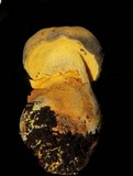Retiboletus flavoniger image