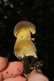 Retiboletus flavoniger image
