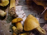 Suillus tomentosus image