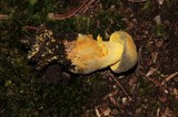 Retiboletus flavoniger image