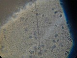 Melanoleuca yucatanensis image