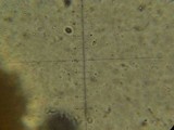 Melanoleuca yucatanensis image