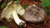 Tricholoma portentosum image