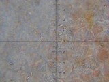 Laternea pusilla image
