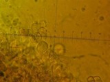 Phaeotremella frondosa image