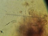 Phaeotremella frondosa image