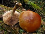 Agrocybe firma image