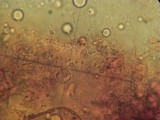 Phaeotremella frondosa image